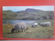 Sheep Black Faced Highlands - Autres & Non Classés