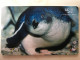 CHIP   CARD NEW ZEALAND  PINGOUIN - New Zealand
