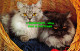 R527088 Cats In The Basket. Bamforth. G. 460. Animal Series - Welt