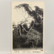 佐渡阿佛坊妙宣寺 阿新丸之隠松 新潟 Pine Tree, Awasan, Sado, Niigata    , JAPAN JAPON POSTCARD - Altri & Non Classificati