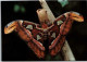 HUNAWIHR. -  Jardin Des Papillons : Attacus Atlas ( Philippines )  -  Non Circulée - Altri & Non Classificati