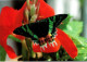 HUNAWIHR. -  Jardin Des Papillons : Urania Riphaeus ( Madagascar )   -  Non Circulée - Autres & Non Classés