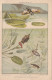 CHROMO IMAGE (  8.5 X13) Naucores Et Notonectes (  B.bur Chromo) - Altri & Non Classificati