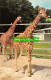 R527781 Chessington Zoos Giraffes. Surrey. Cotman Color Series. Jarrold - World