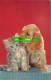 R527979 Puppy And Kitty. Hinde - World