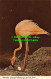 R527986 Floridas Graceful Flamingo And Its Nest. FK. 45. Florida State Series. B - World