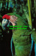 R527987 Multi Colored Parrot Strutting His Plumage. Floridas Sarasota Jungle Gar - World