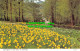 R526650 Springtime In The Birks Of Aberfeldy. E. T. W. Dennis - World