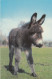 Postcard Donkey Foal Close Up My Ref B14929 - Burros