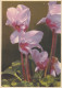 Cyclamen - Alpenveilchen Gl1938 #D2583 - Other & Unclassified