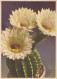 Kaktus-Blüten Ngl #D2551 - Altri & Non Classificati