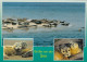 Tiere: Robben-Gruß Von Der See Ngl #G4803 - Sonstige & Ohne Zuordnung