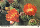Tenerife, Cactus En Flor Ngl #D5836 - Andere & Zonder Classificatie