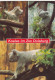 Tiere: Koalas Im Zoo Duisburg Ngl #G4841 - Sonstige & Ohne Zuordnung