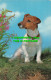 R528834 Jack Russell Terrier. J. Salmon. 1973 - World