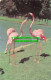 R528295 Flamingos. Zoological Society Of London - Sonstige & Ohne Zuordnung