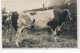 SEMUR EN AUXOIS : Photographe à Semur En Auxois, Photo Format CPA; Comice Agricole, Vache - Tres Bon Etat - Semur