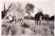 Original Picture - South Africa - Kruger National Park - Elands - Elans - Sonstige & Ohne Zuordnung