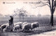 Liege - Environs De SPA - Le Soir - Troupeau De Moutons - Spa