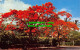 R529480 Royal Poinciana. Flaming Tree. Tropical Grandeur. Jamaica. Mike Roberts. - Wereld