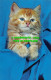 R528980 Cat. D. Constance. Postcard - Wereld