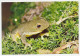 Postal Stationery China 2006 Frog - Other & Unclassified