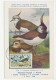 Maximum Card France 1960 Bird - Lapwing - Peewit - Andere & Zonder Classificatie
