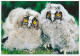 Postal Stationery China 2006 Bird - Owl - Other & Unclassified
