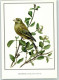 39421305 - Gruenfink Carduelis Chloris Sign.Matthias Kleinwaechter - Oiseaux