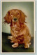 39161205 - - Hunde