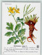 10518205 - Blumen  Chelidonium Majus L. - Salute