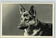 10035105 - Tiere-Hunde-Schaeferhunde Foto AK - Dogs