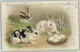 12034905 - Ostereier Kaninchen Mit Weissen Eiern - Pasen