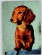 12093405 - Dackel Langhaar Ca 1965 AK - Dogs