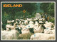 SHEEP - IRELAND - - Autres & Non Classés