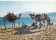 Navigation Sailing Vessels & Boats Themed Postcard Bedouins Relaxing With Camels At Red Sea - Sailing Vessels