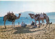 Navigation Sailing Vessels & Boats Themed Postcard Bedouins Relaxing With Camels At Red Sea - Velieri