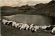 Schafe Am Glurnersee - Sonstige & Ohne Zuordnung