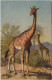 Giraffe - Giraffes