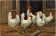 Chicken - Oiseaux