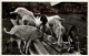Ziege - Goat - Autres & Non Classés