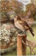 Flycatcher - Uccelli