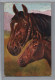 CARTOLINA F. P PRIMI NOVECENTO CON CAVALLI  - 2 - Chevaux