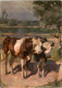 Kühe - Vacas