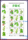 Ref. BR-V2024-03 BRAZIL 2024 - UNCONVENTIONAL FOOD PLANTS, PANC, FLOWERS & PLANTS, 12V, SHEET MNH - Nuovi