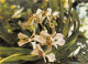 974-ILE DE LA REUNION ORCHIDEE-N°3775-A/0043 - Andere & Zonder Classificatie