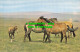 R533627 New Forest Ponies. PT2721 - Wereld