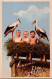 28-4-2023 (3 Z 16) VERY OLD - Colorised - France - Souvenir D'Alsace (stork & Babies) - Humor