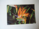 BRAZIL  POSTCARDS  CACTUS FLOWERS   FOR MORE PURCHASES 10% DISCOUNT - Sonstige