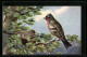 AK Vogelpaar Am Nest Auf Einem Baum  - Vögel